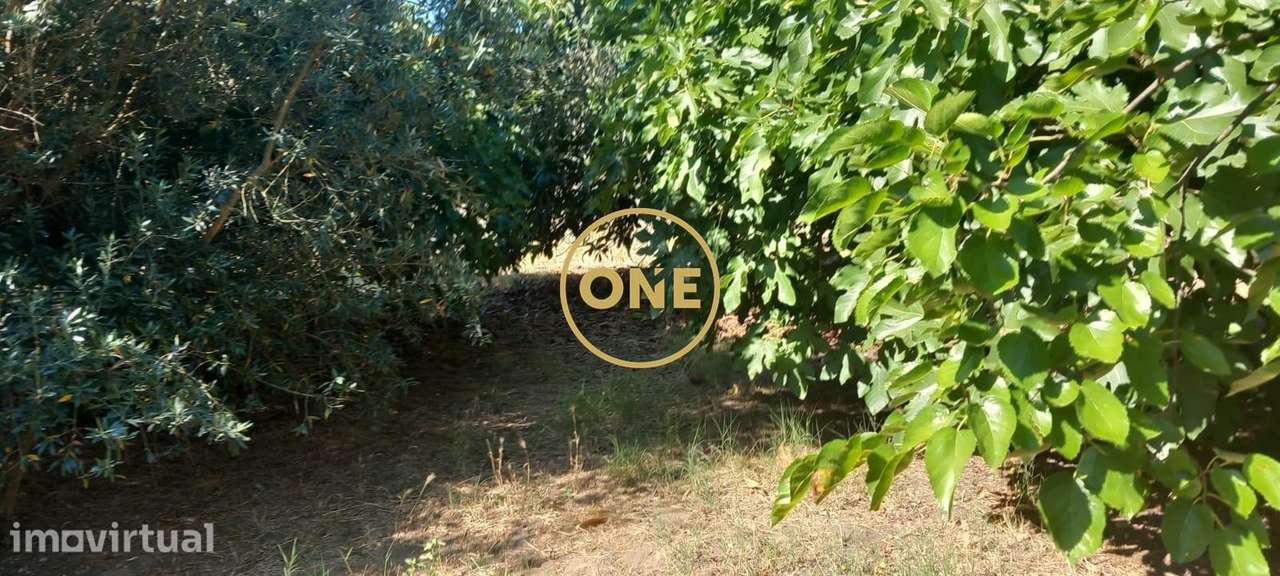 Quinta com 2.048 m2 para recuperação total em Santa Margarida da Couta - Grande imagem: 5/20