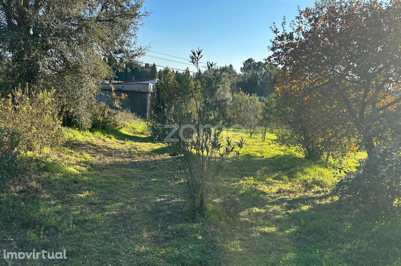 Terreno de Vinha 1652m2 em Anadia - Grande imagem: 5/15