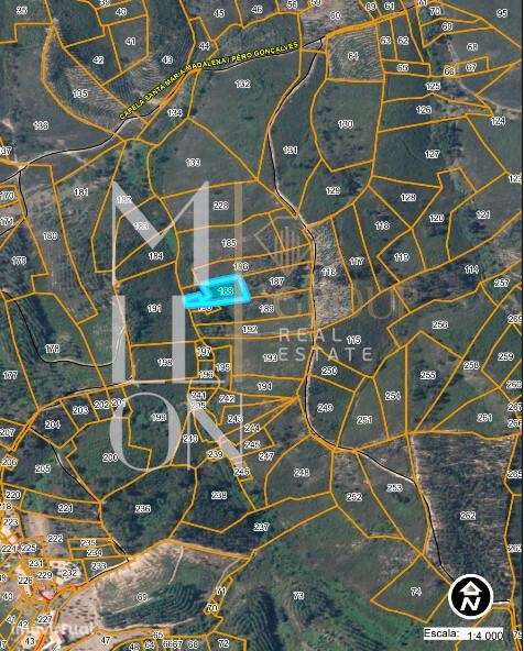 Terreno Rústico 1.520 m2 com Oliveiras e Pinhal – Amêndoa, Mação (Ribe - Grande imagem: 3/4