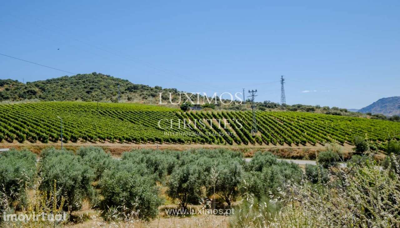 Venda: propriedade agrícola na região do Douro Superior, Torre de Mo - Grande imagem: 4/34
