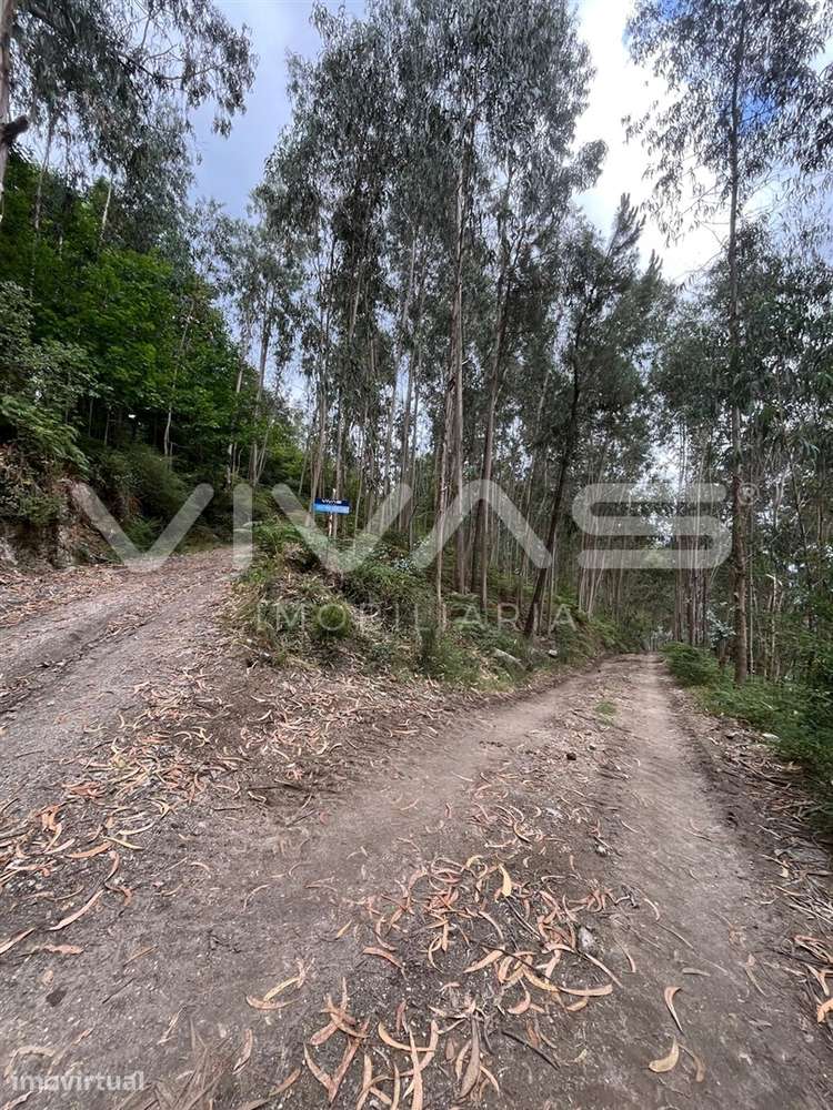 Terreno Rústico  Venda em Vilela, Seramil e Paredes Secas,Amares - Grande imagem: 2/8