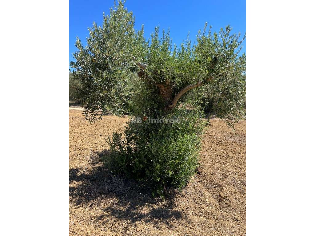 Terreno rústico com 4360 m2, situado em Paialvo, concelho de Tomar. - Grande imagem: 2/4