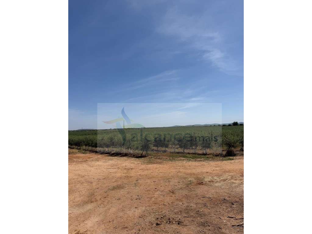 Venda de Sociedade Agrícola com Olival Superintensivo de Elevada Re... - Grande imagem: 5/10