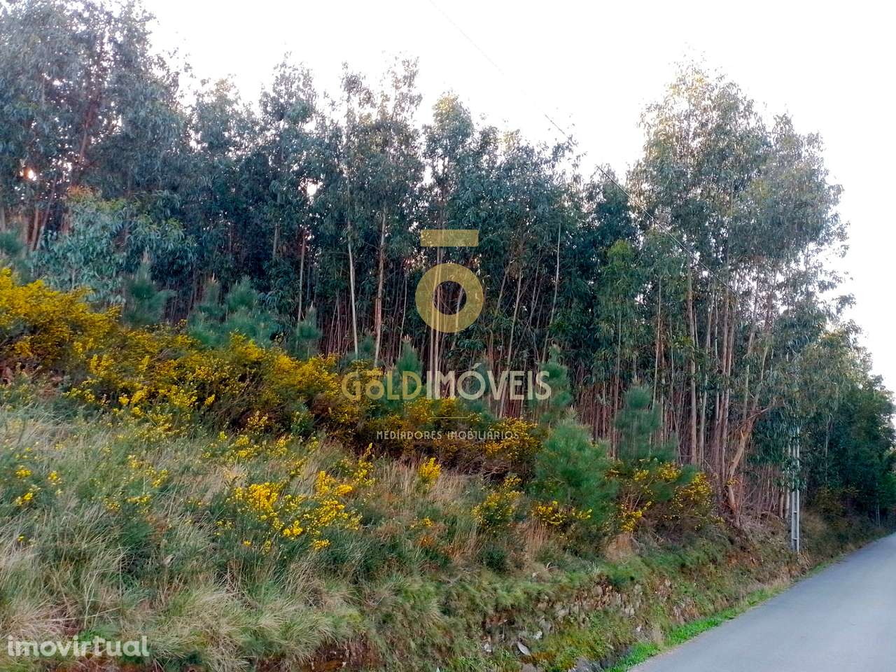 Terreno Florestal - Grande imagem: 2/7