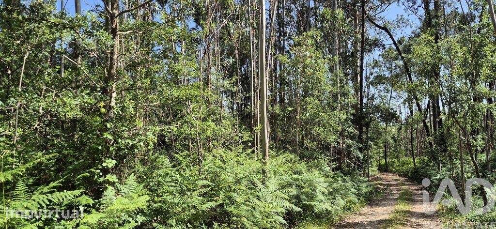 Terreno em Alqueidão da Serra - Grande imagem: 5/9