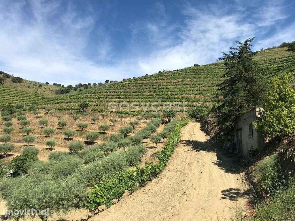 Magnifica Quinta com vinha e Olival situada em Mós Vila Nova Foz Côa - Grande imagem: 2/21
