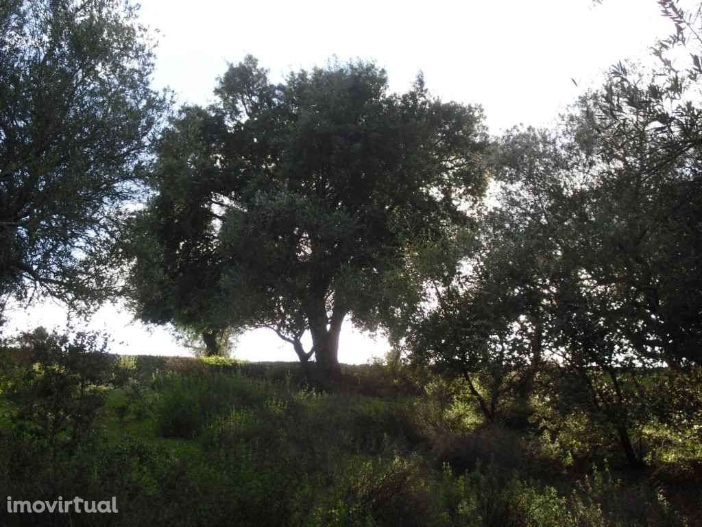 Terreno - Olival = Novo Preço!! - Grande imagem: 5/11