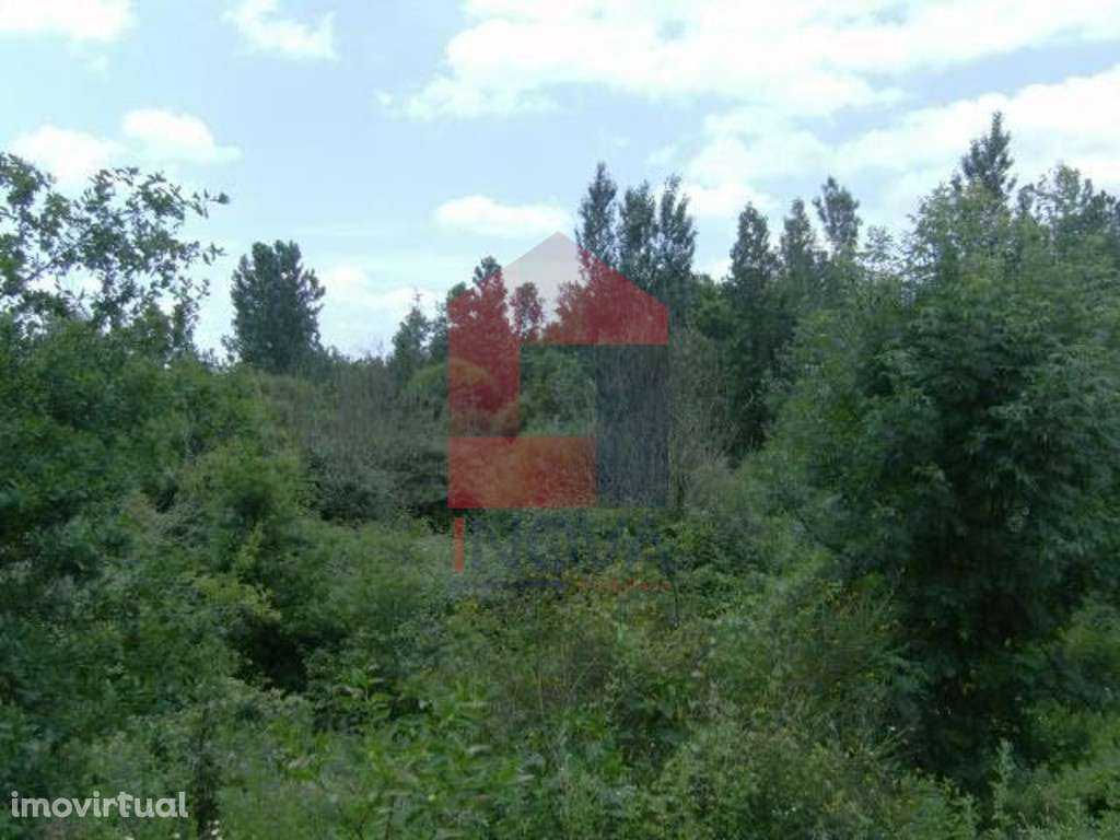 Terreno agrícola, Coucieiro - Grande imagem: 3/5