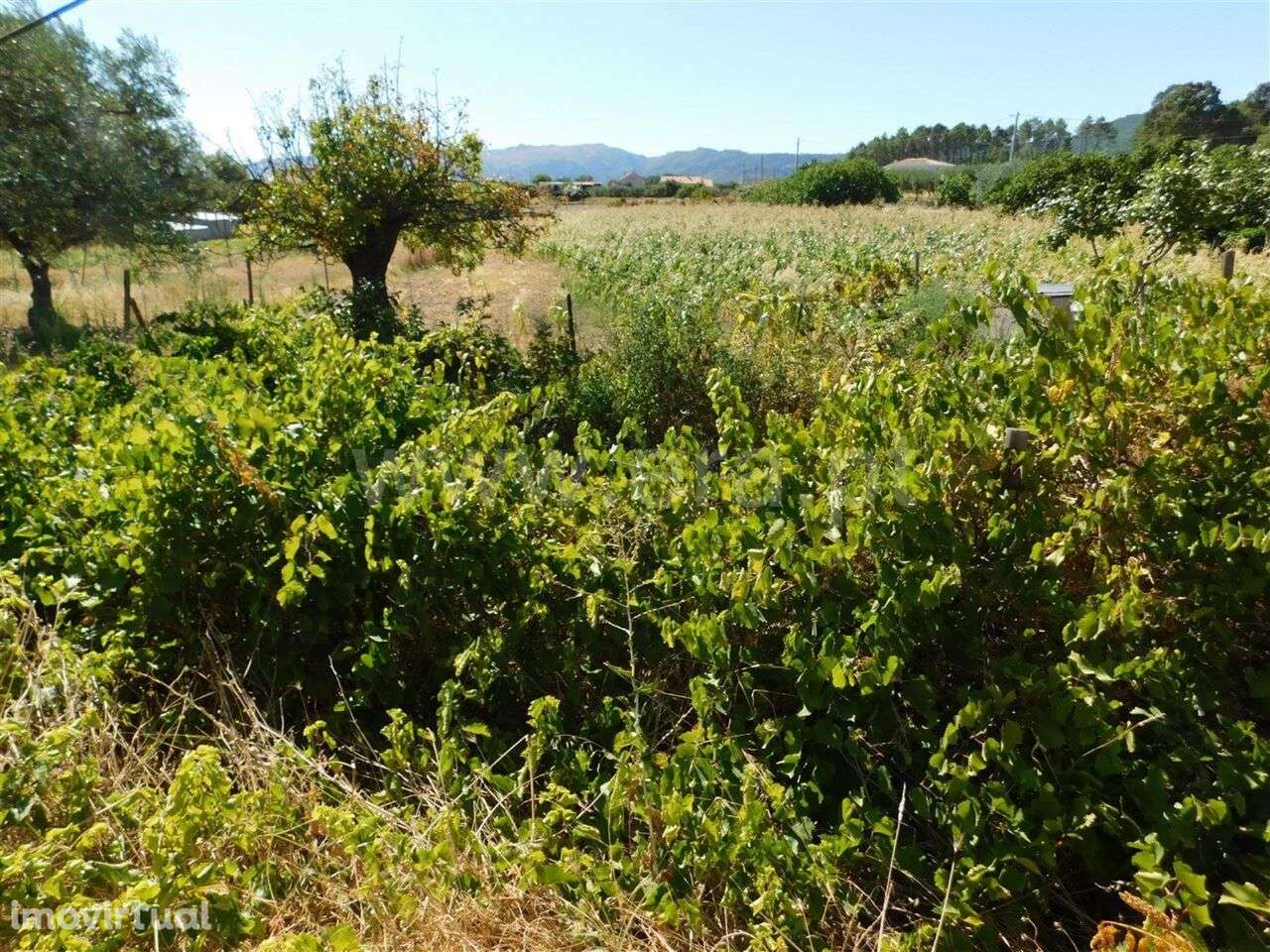 Quinta / Fundão, Catrão - Grande imagem: 5/13
