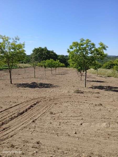 Vendesse terreno com castanheiros - Grande imagem: 2/2