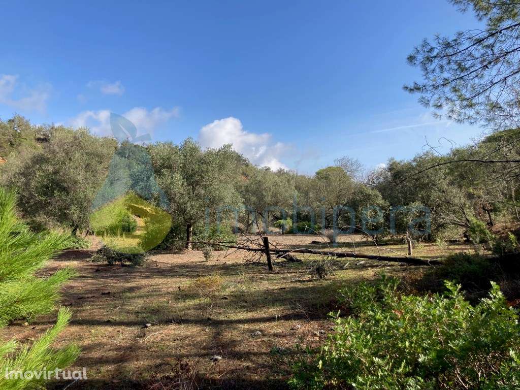 TERRENO RÚSTICO COM POÇO E ÁRVORES DE SEQUEIRO EM PADERNE - Grande imagem: 3/14