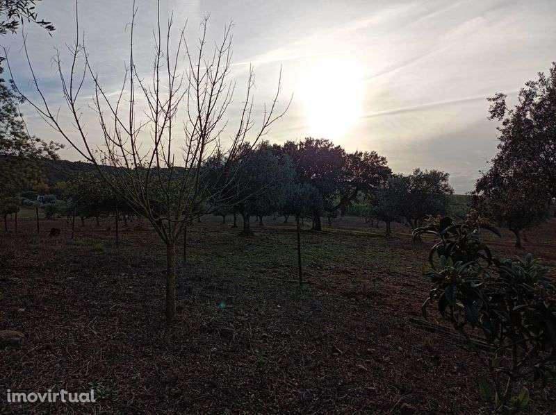 Monte Alentejano com olival - Grande imagem: 4/11