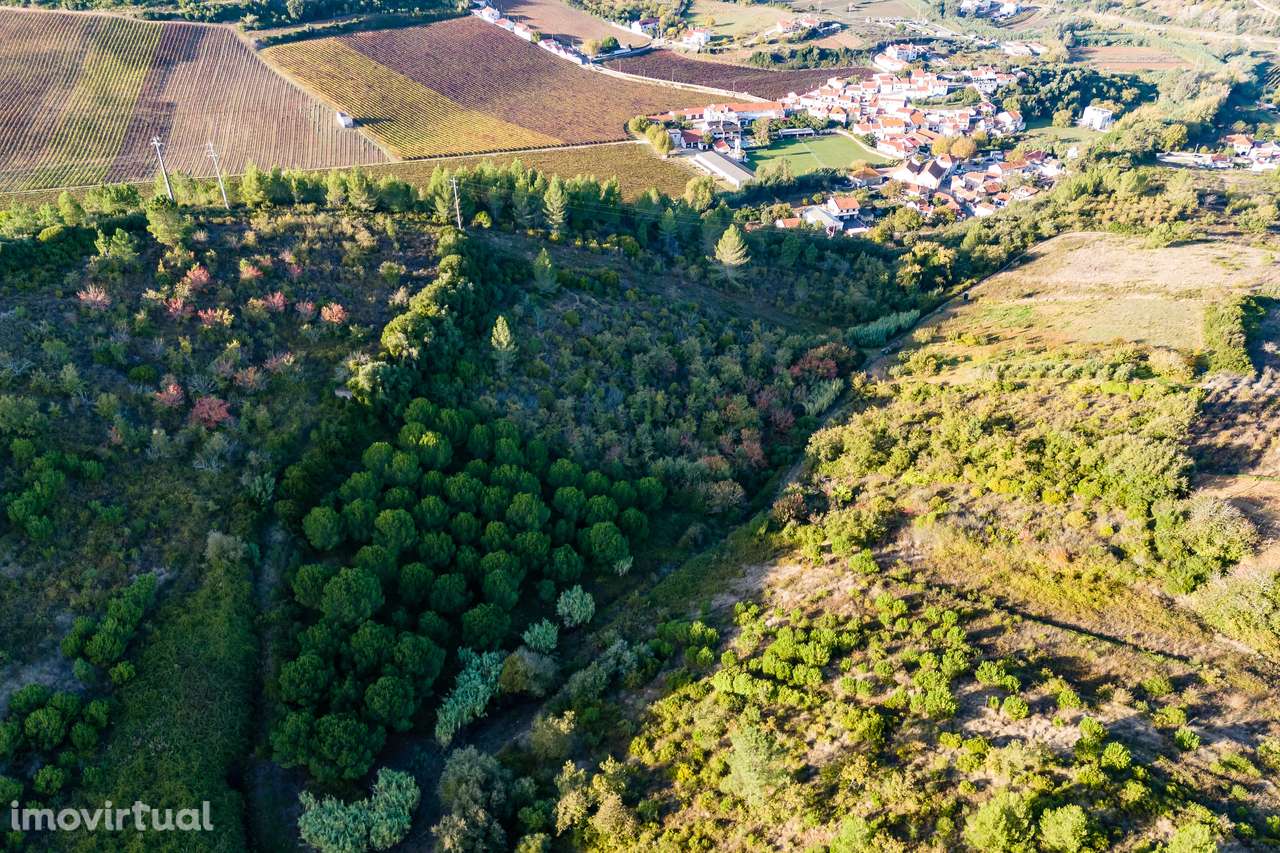 TERRENO RUSTICO | MECA | ALENQUER | 6000M2 - Grande imagem: 2/5