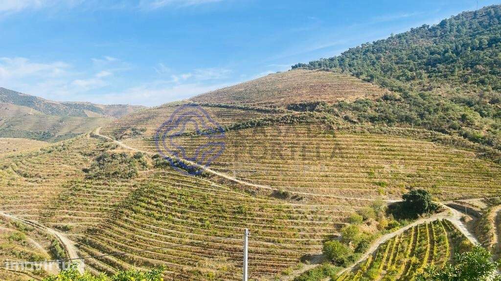 Quinta Vinícola Douro 58ha - Letra A - Grande imagem: 2/25