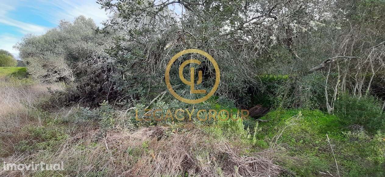 Terreno junto ao Guadiana - Alcoutim - Grande imagem: 3/10