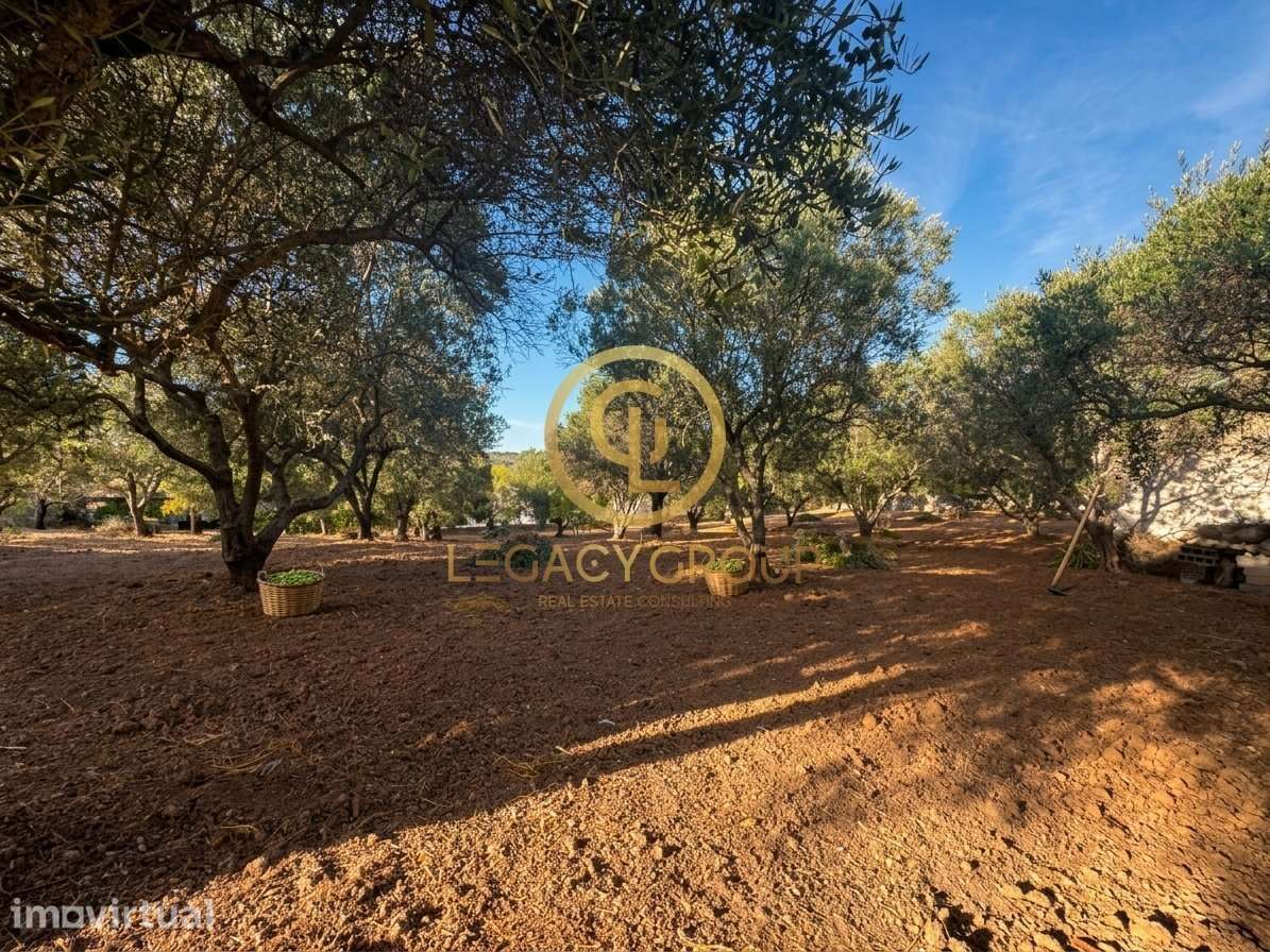 Terreno Agrícola Plano com Armazém, a 5 Minutos do Centro de Loulé - Grande imagem: 5/17