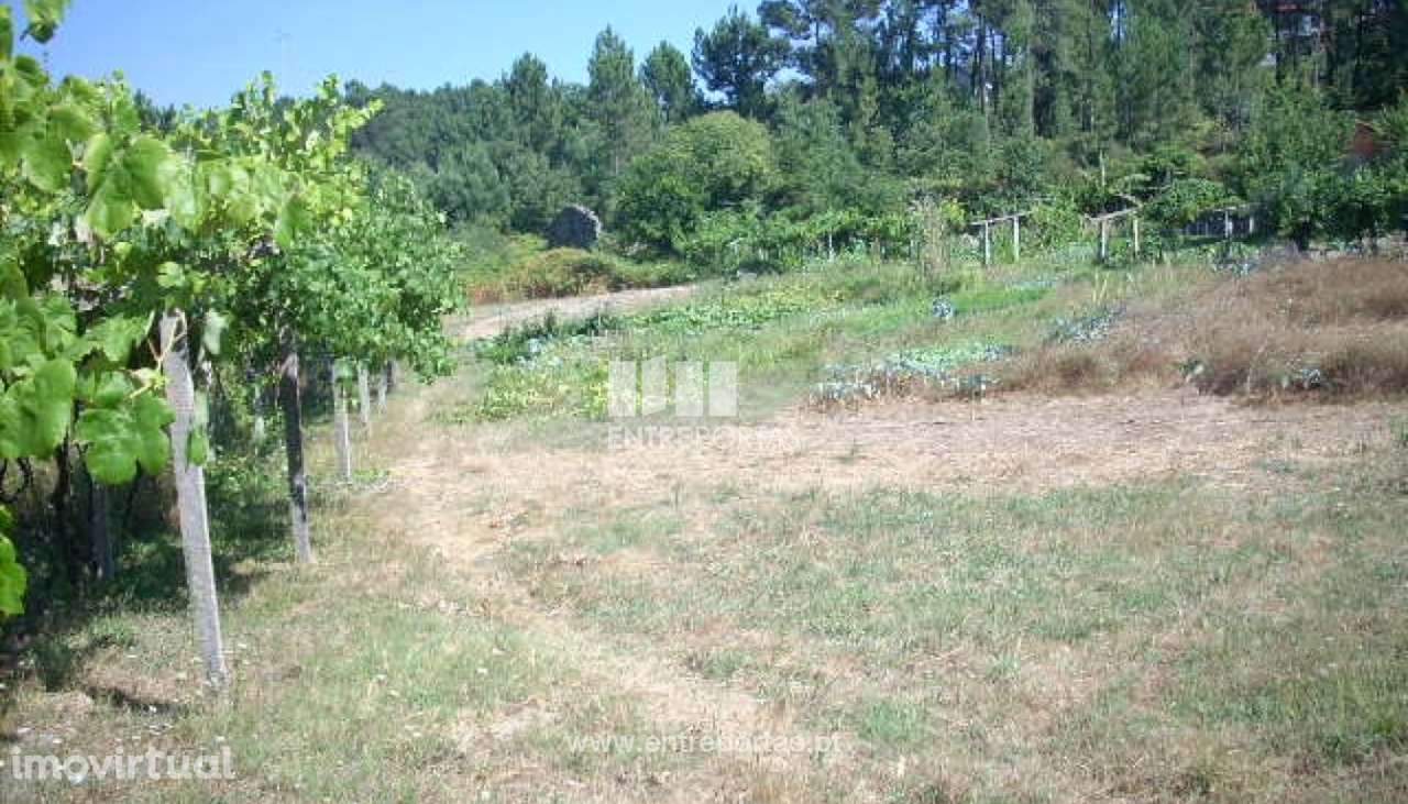 Venda Terreno, Espadanedo, Cinfães - Grande imagem: 3/14