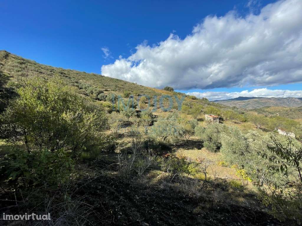 Terreno Rústico em Vila Nova de Foz Côa no Douro - Grande imagem: 3/21