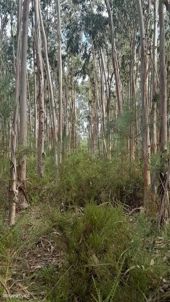 Terreno Rústico em Casal Galego - Grande imagem: 4/5