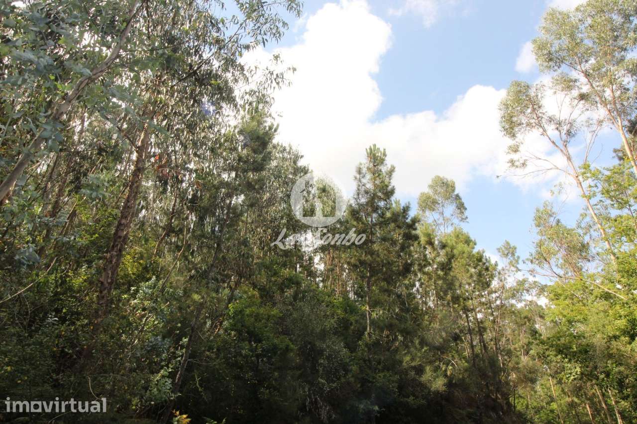 Terreno para plantação Borba, Celorico de Basto - Grande imagem: 3/3
