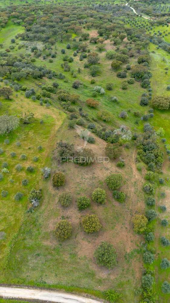 Terreno Rústico de 5 Hectares à Venda ,Alandroal - Grande imagem: 2/6