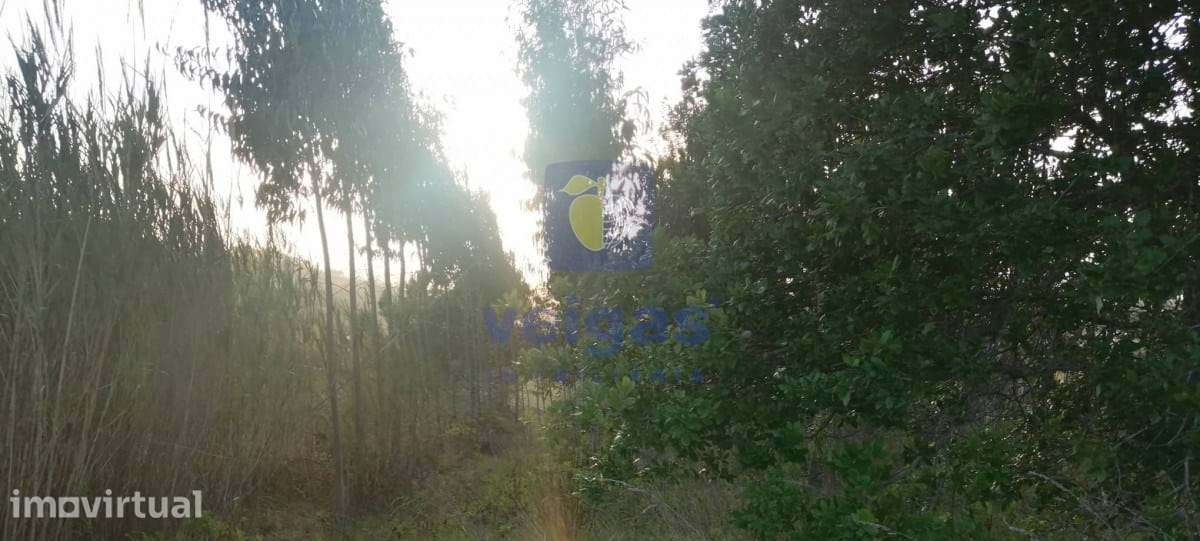 Terreno Alvorninha - Grande imagem: 2/6