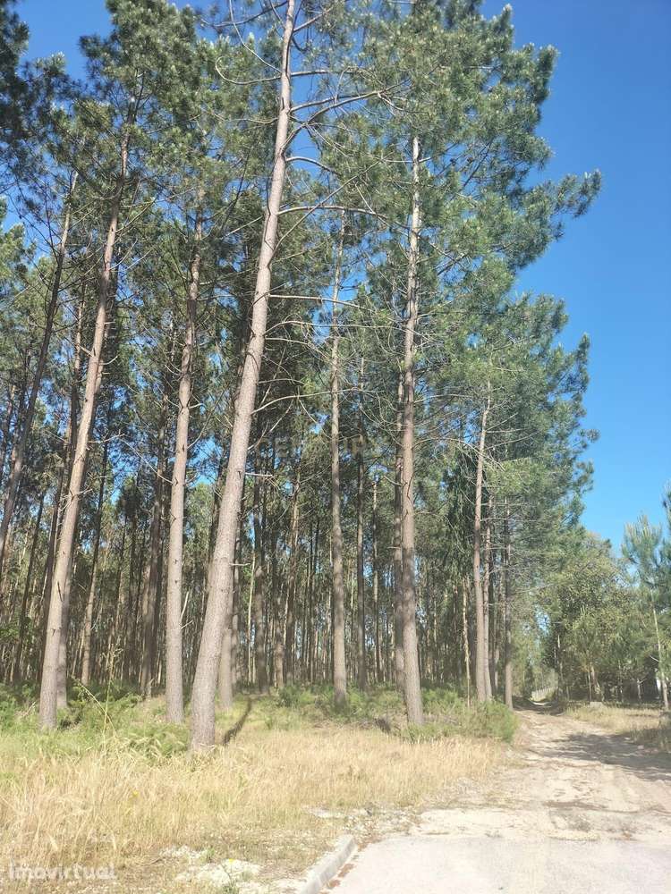 Terreno Rustico - Grande imagem: 2/5