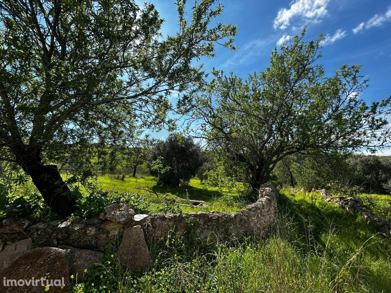 Excelente oportunidade no Algarve: ruína com terreno de 1,5 ha e local - Grande imagem: 5/21