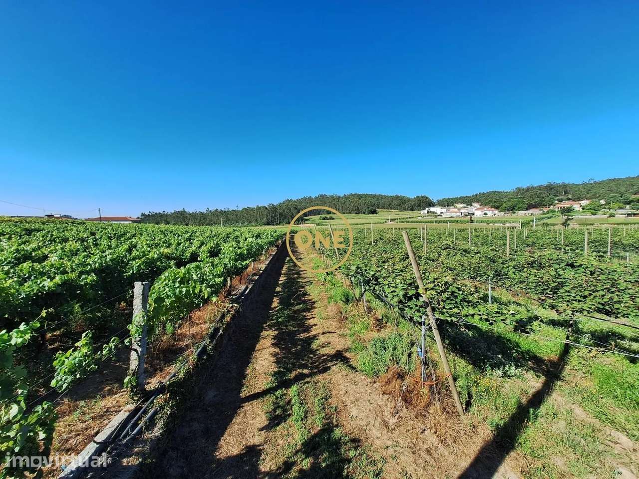 Terreno de 2,5 hectares com produção agrícola - Grande imagem: 3/22