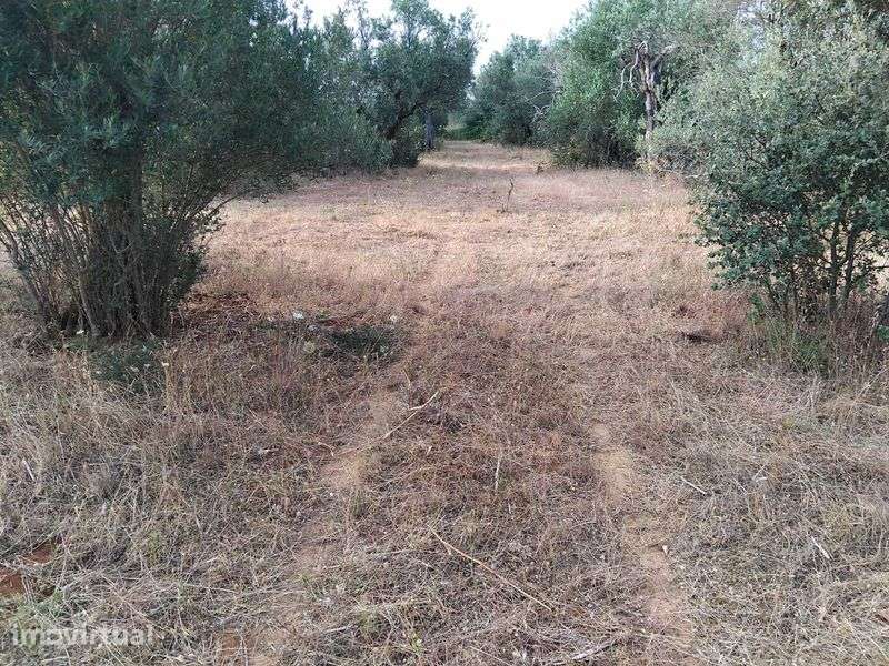 2,5 hectares de olival tradicional em Vila Boim - Grande imagem: 3/3