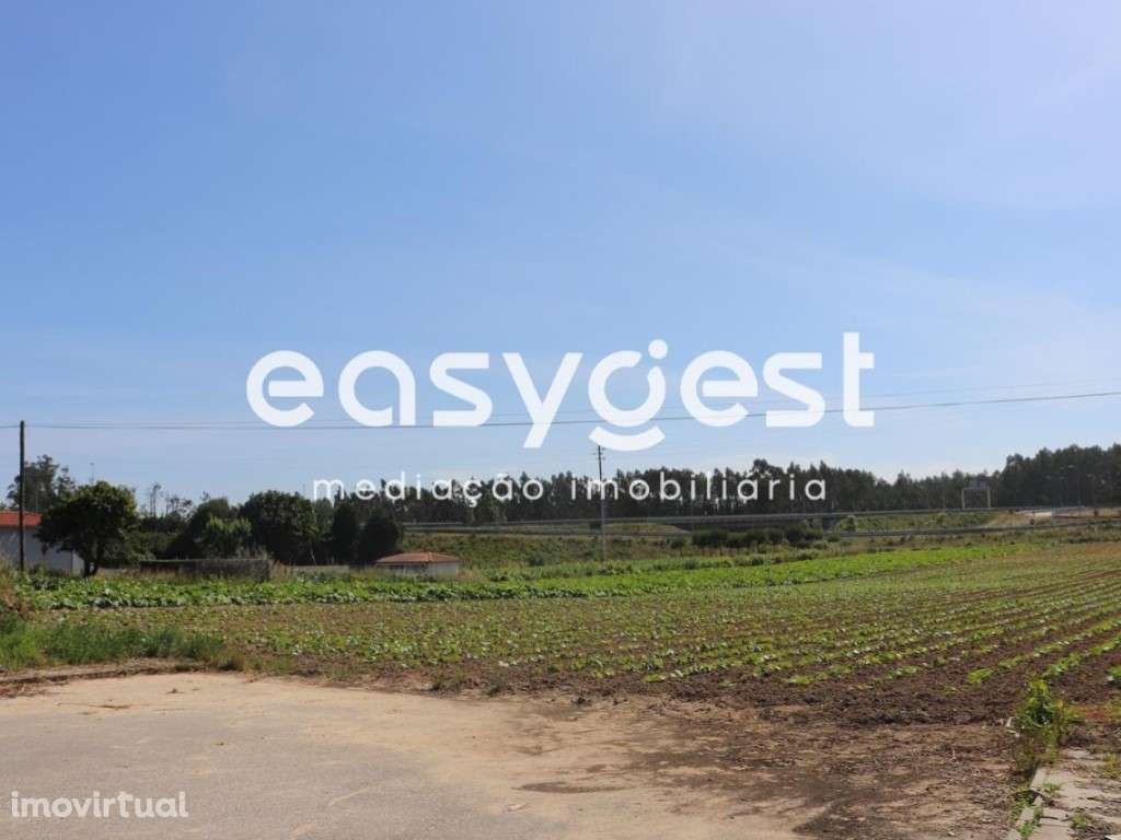 Terreno Rústico com viabilidade de construção no Louriçal - Grande imagem: 5/11