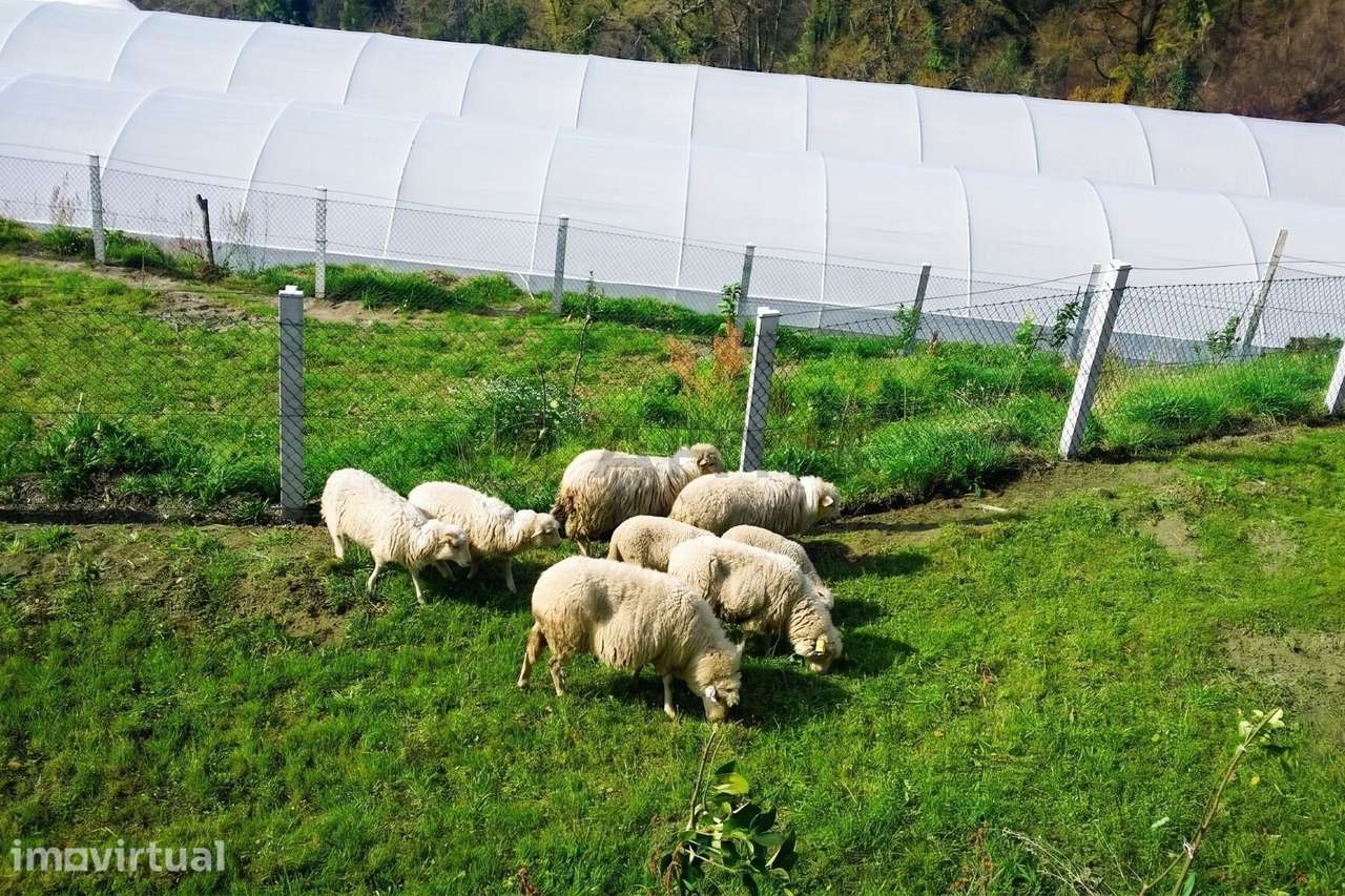 Terreno em Estorãos - Fafe - Grande imagem: 5/32