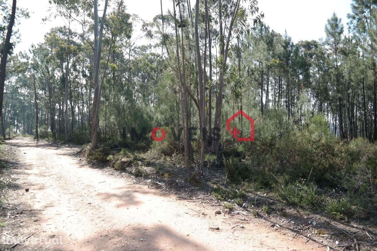 Terreno com pinhal - Grande imagem: 3/3