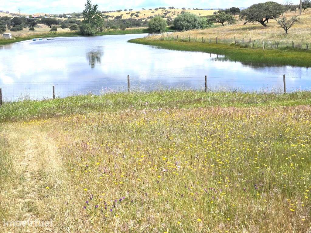 Herdade com 36 Hectares, Vinha, Barragem e Elevado Potencial Agríco... - Grande imagem: 3/27
