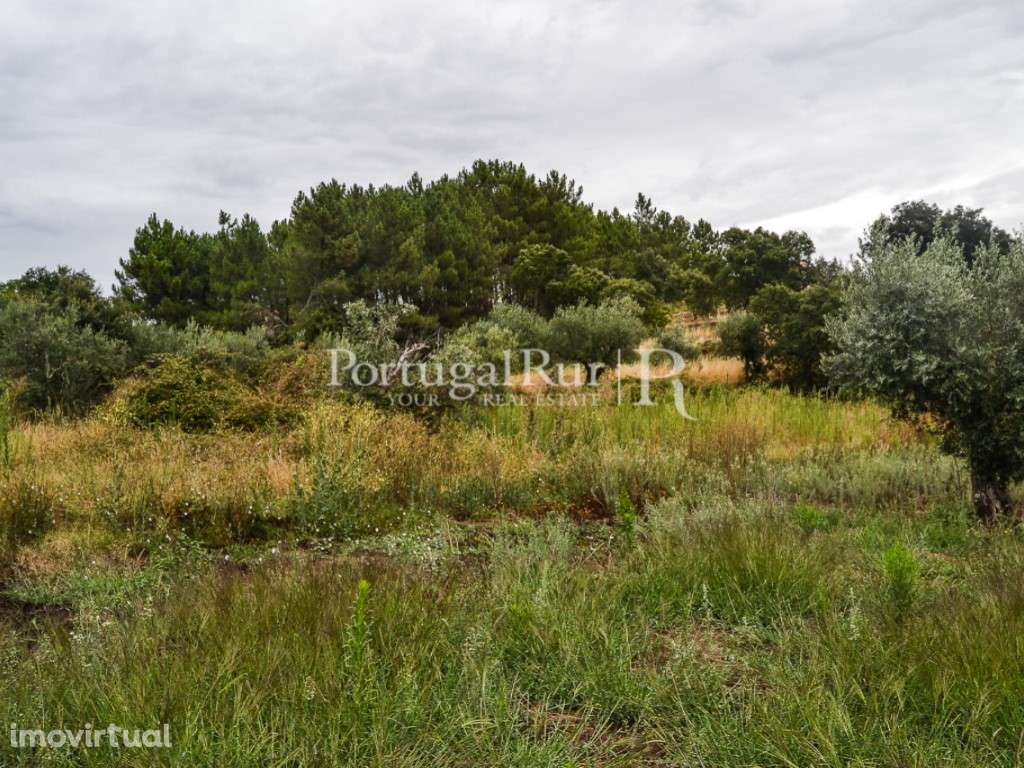 Terreno para Construção em Proença-a-Nova - Grande imagem: 3/17