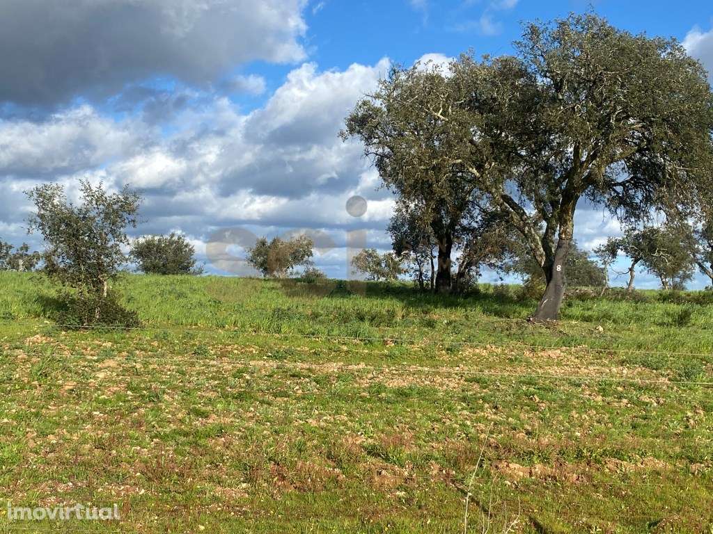 Terreno rustico com plantação de sobreiros seniores | 9,525 Hectare... - Grande imagem: 4/38
