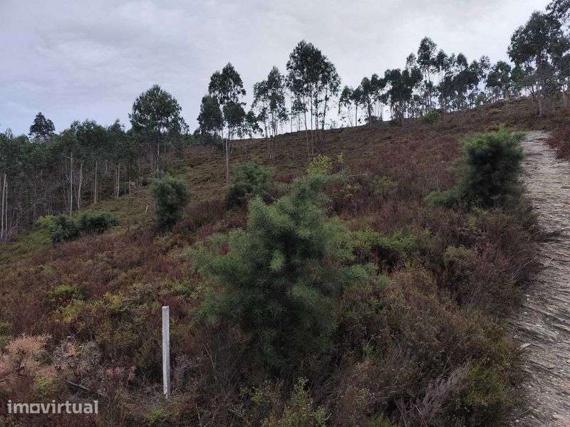 Terreno Florestal (Sobreira Paredes) - Grande imagem: 2/6