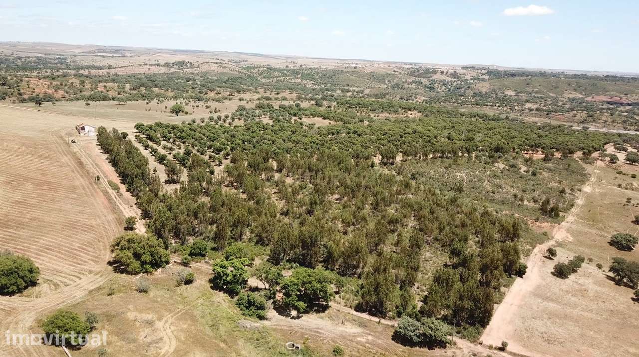Propriedade no Alentejo com Grande Potencial Turístico e Agrícola pert - Grande imagem: 4/25