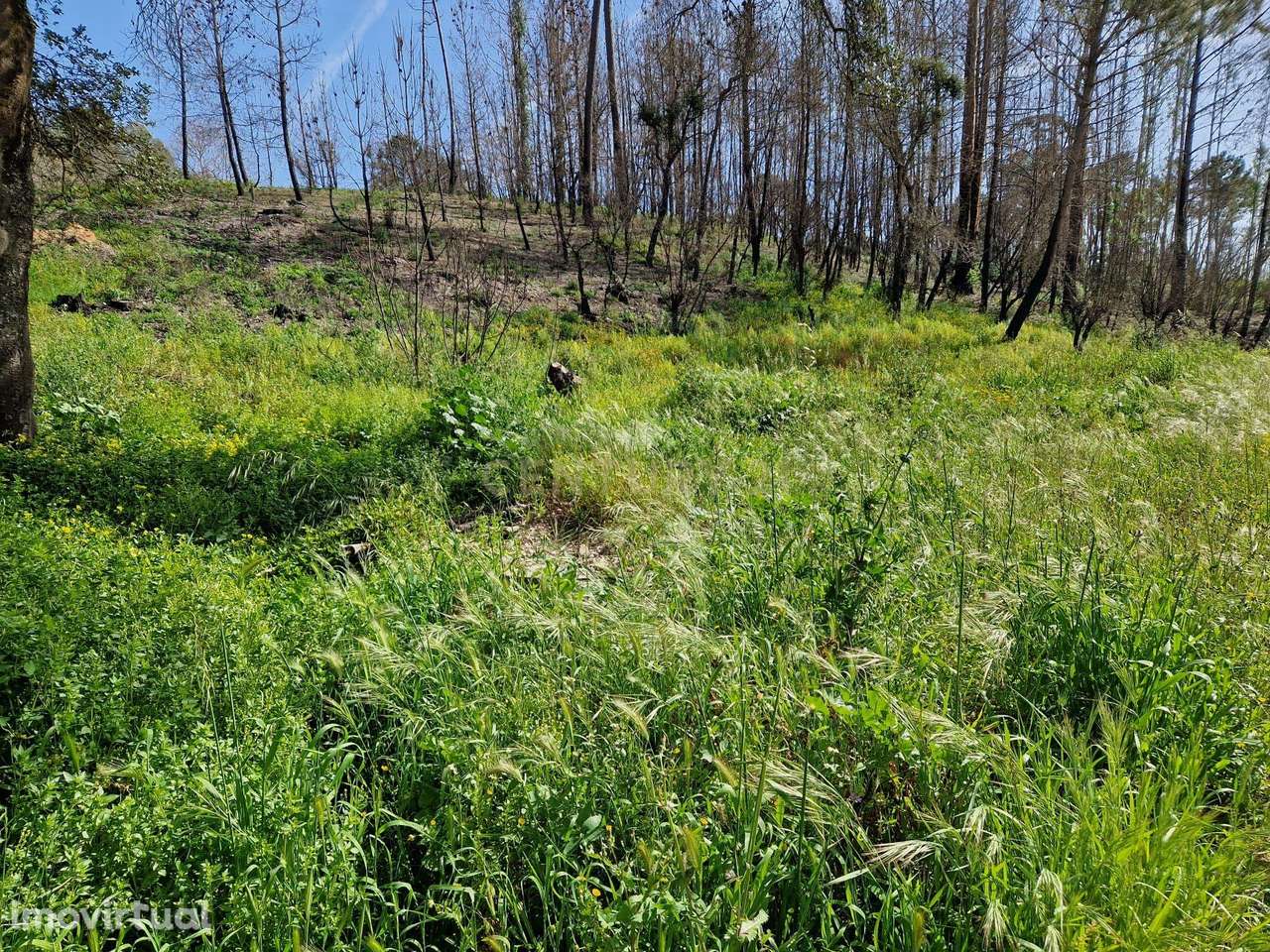 Terreno para construção em Colmeias, Leiria - Grande imagem: 3/8