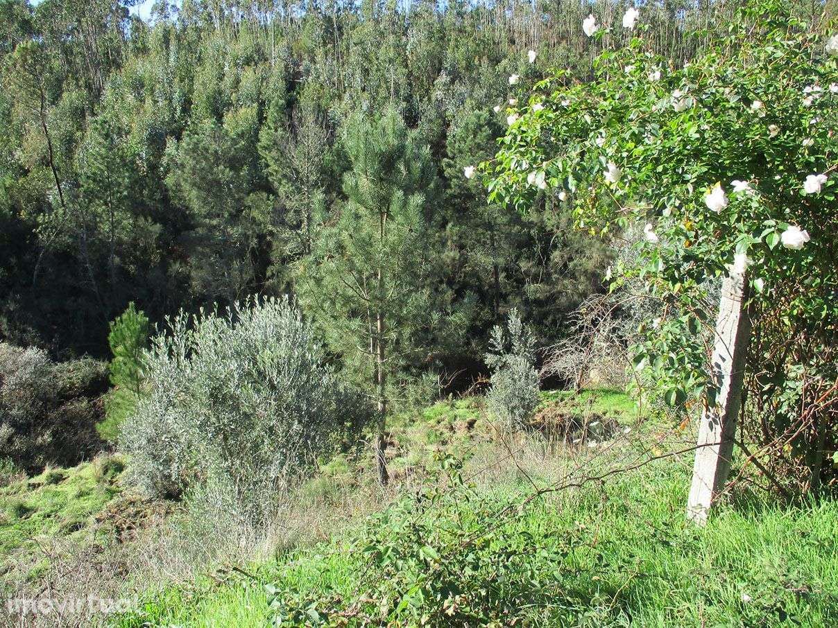 Quinta com Ruína - Grande imagem: 4/6