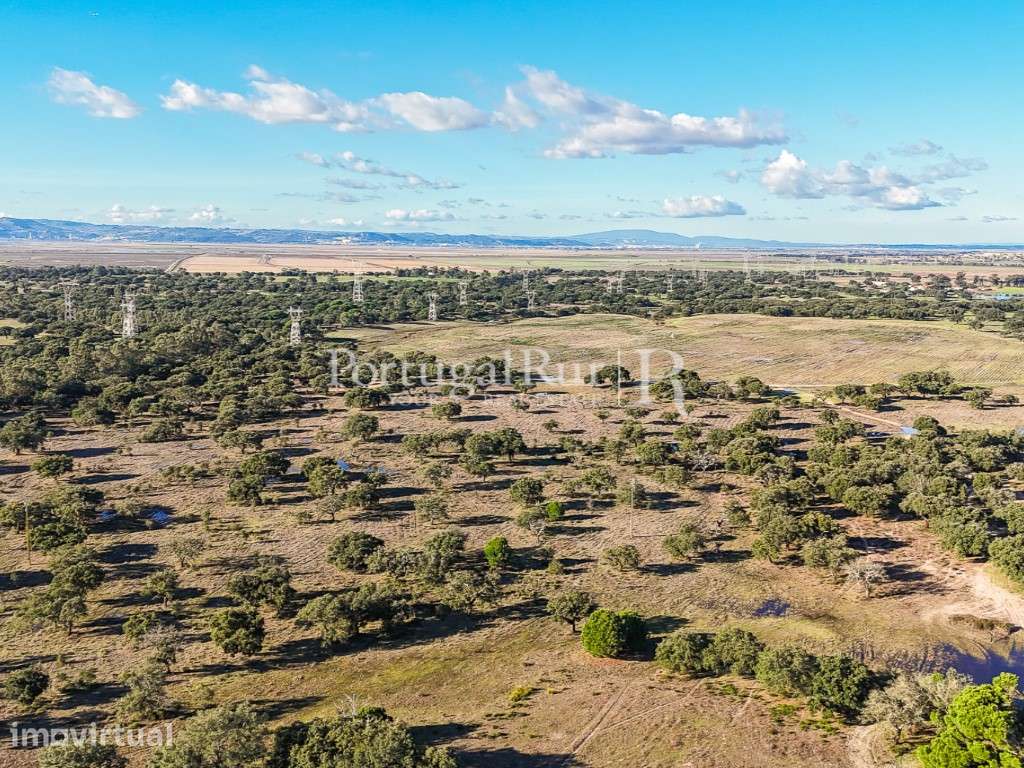 Herdade de 60 ha com regadio, ideal para gado, perto de Lisboa - Grande imagem: 4/59