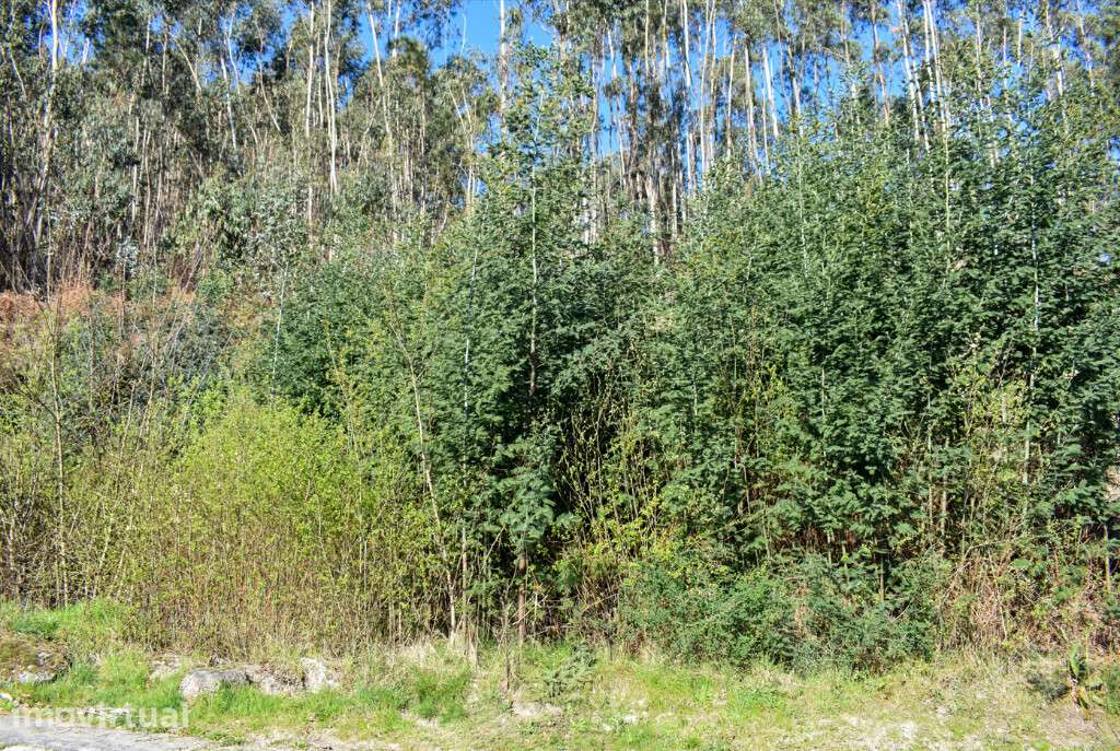 Lote Construção - Vieira do Minho - Grande imagem: 4/10
