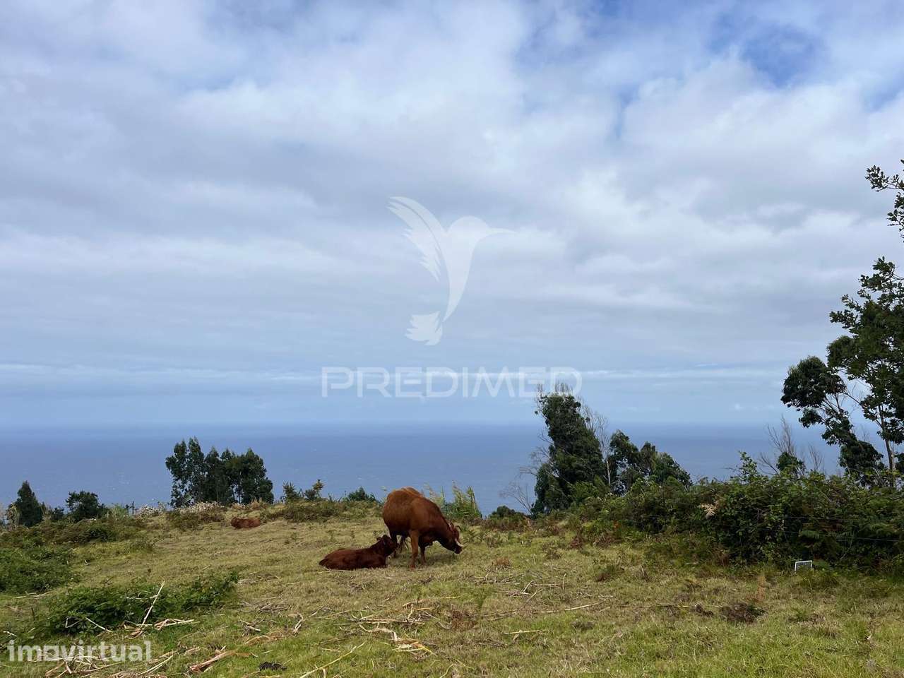 TERRENO COM 3.000M2 VISTA MAR NO SITIO DO CABO-PONTA DO PARGO-CALHETA - Grande imagem: 2/6