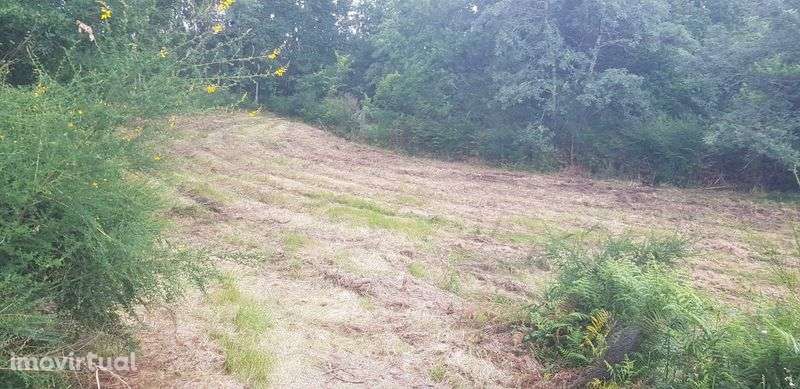 Terreno/6000m2/ Parte dele com licença de construção - Grande imagem: 3/10