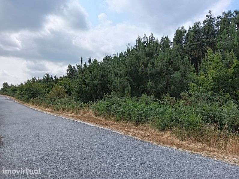 Terreno Rústico com 8.106 m² - Vila Chã do Monte – Torredeita - Grande imagem: 5/6
