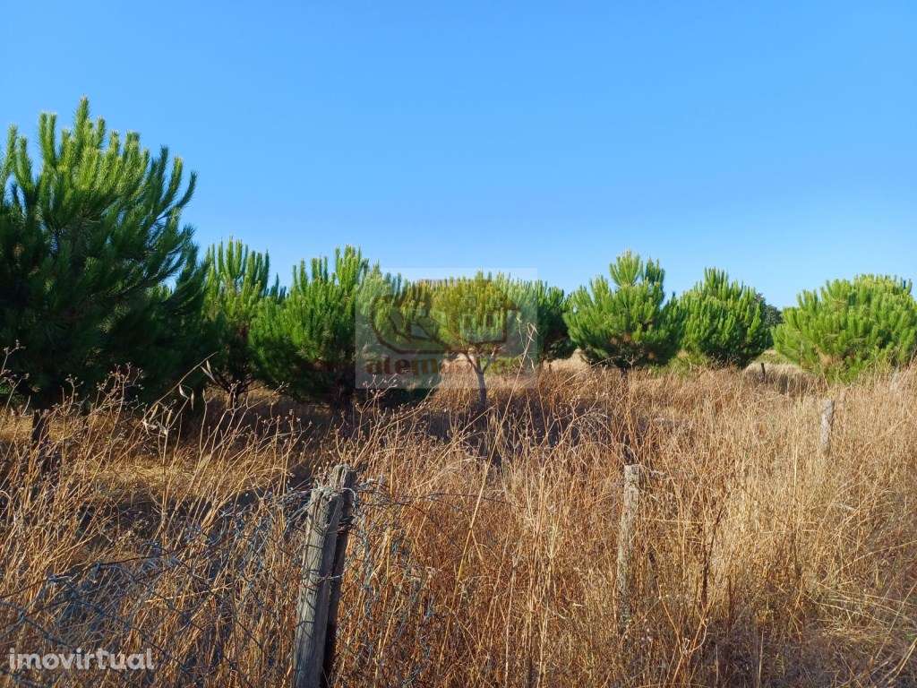 Lote com 6000 m2 e armazém - 15 minutos de Grândola - Grande imagem: 2/10