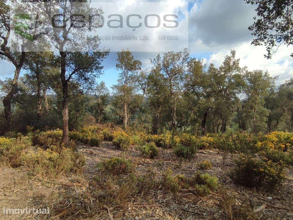 Terreno com sobreiros e poço - Sarzedas - Grande imagem: 3/12