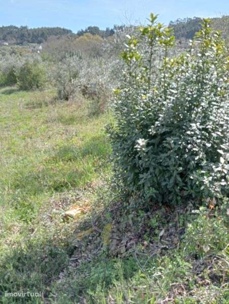 Vende-se terreno com casa em ruínas - Grande imagem: 4/5