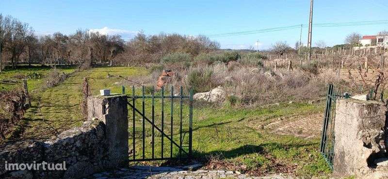 Terreno agrícola 2.734 m² com poço – Malta, Pinhel | €15 000 - Grande imagem: 2/6