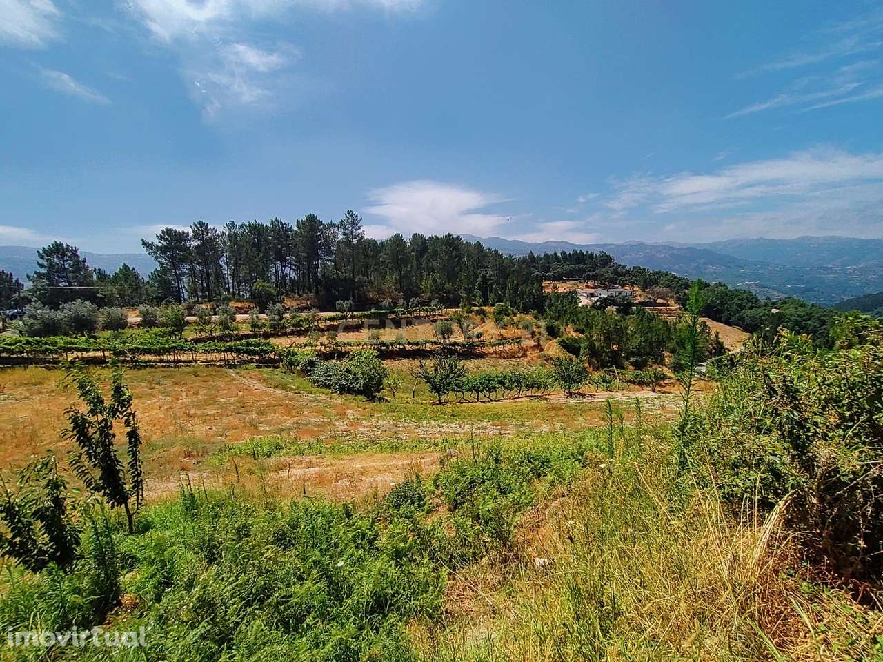 Quinta da Portinha, para projeto agrícola, em S. Tomé de Covelas perto - Grande imagem: 3/16